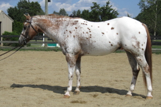 max pony 003web